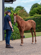 KS300622-66 - Cupboard Love's foal by Territories